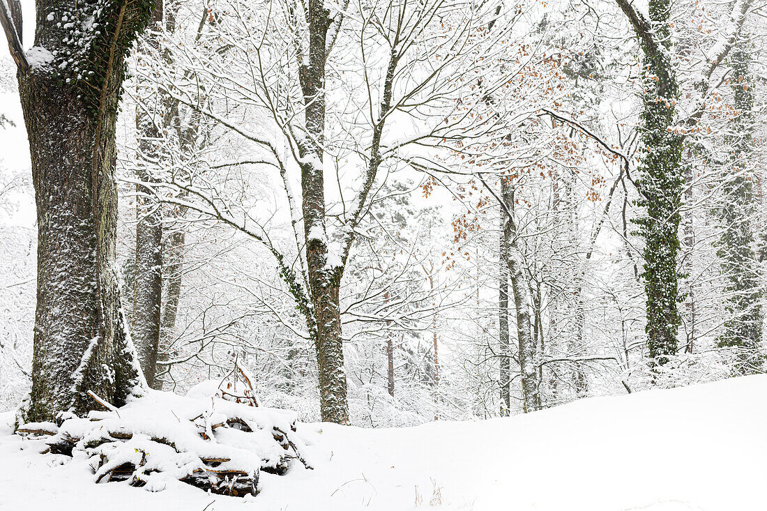  Winter forest, snow-covered trees. (Jura, Aargau, Switzerland). 