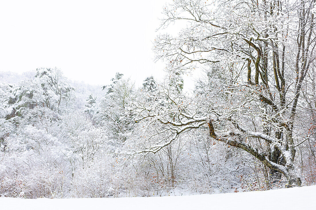  Oak (Quercus robur) in winter. (Jura, Aargau, Switzerland). 