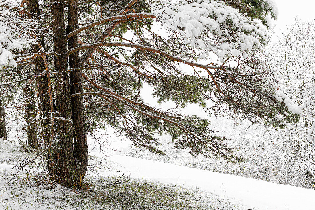  Scots pine (Pinus sylvestris) in winter (Jura, Aargau, Switzerland). 