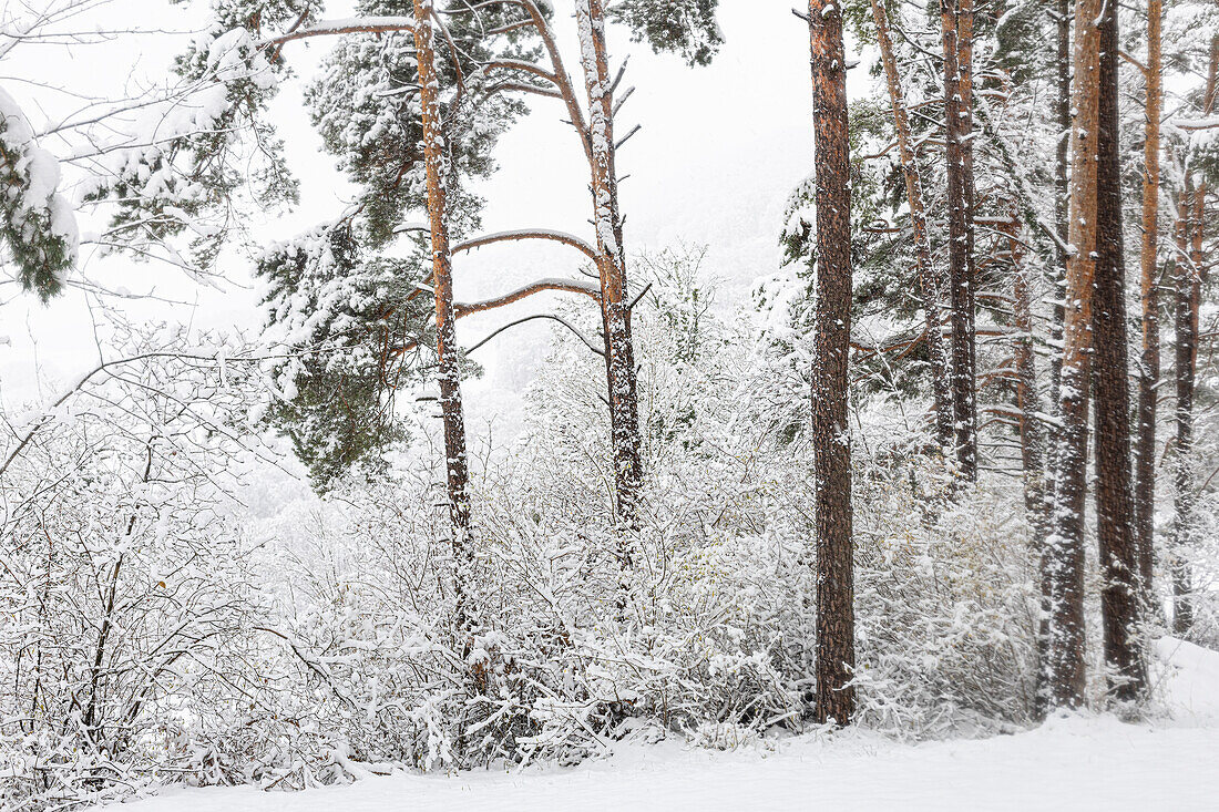 Wald-Föhre (Pinus sylvestris) im Winter. (Jura, Aargau, Schweiz).