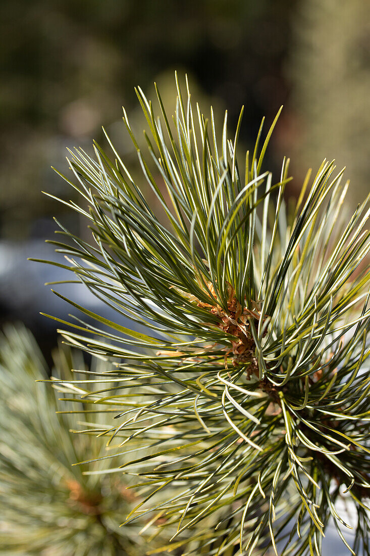  Branch of the Swiss stone pine (Primus cembra) 