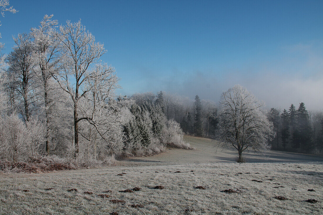 Wiese, Waldrand und Linde (Tilia) mit Raureif 