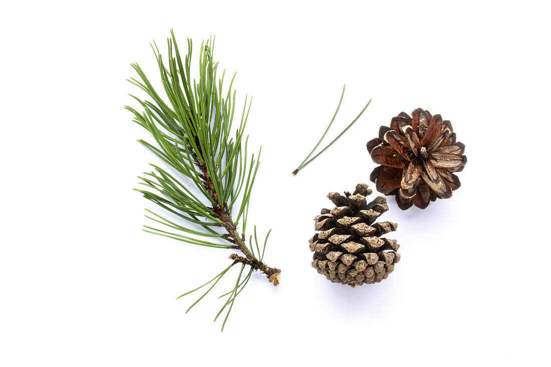 Nadeln und Zapfen der Berg-Föhre (Pinus mugo) auf weissem Untergrund.