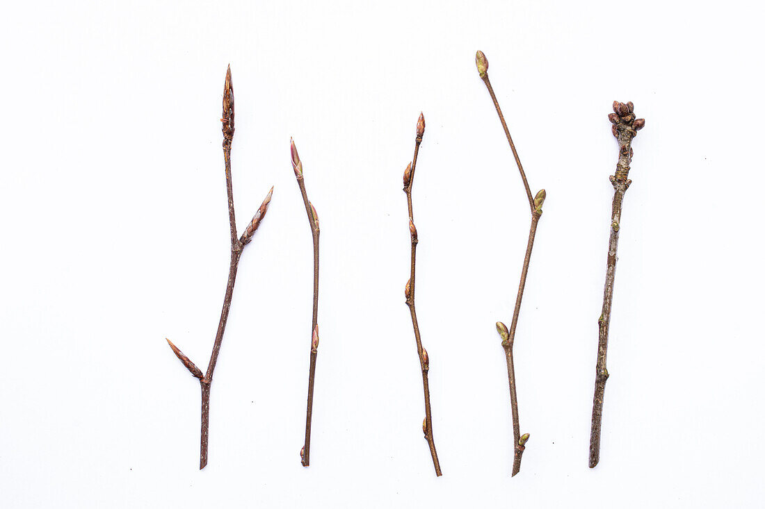 Knospen von Gehölzen im Winter auf weissem Untergrund. Von links nach rechts Rot-Buche, Fagus sylvatica, Kupfer-Felsenbirne, Amelanchier lamarckii, Hainbuche, Carpinus betulus, Haselnuss, Corylus avellana, Stiel-Eiche, Quercus robur