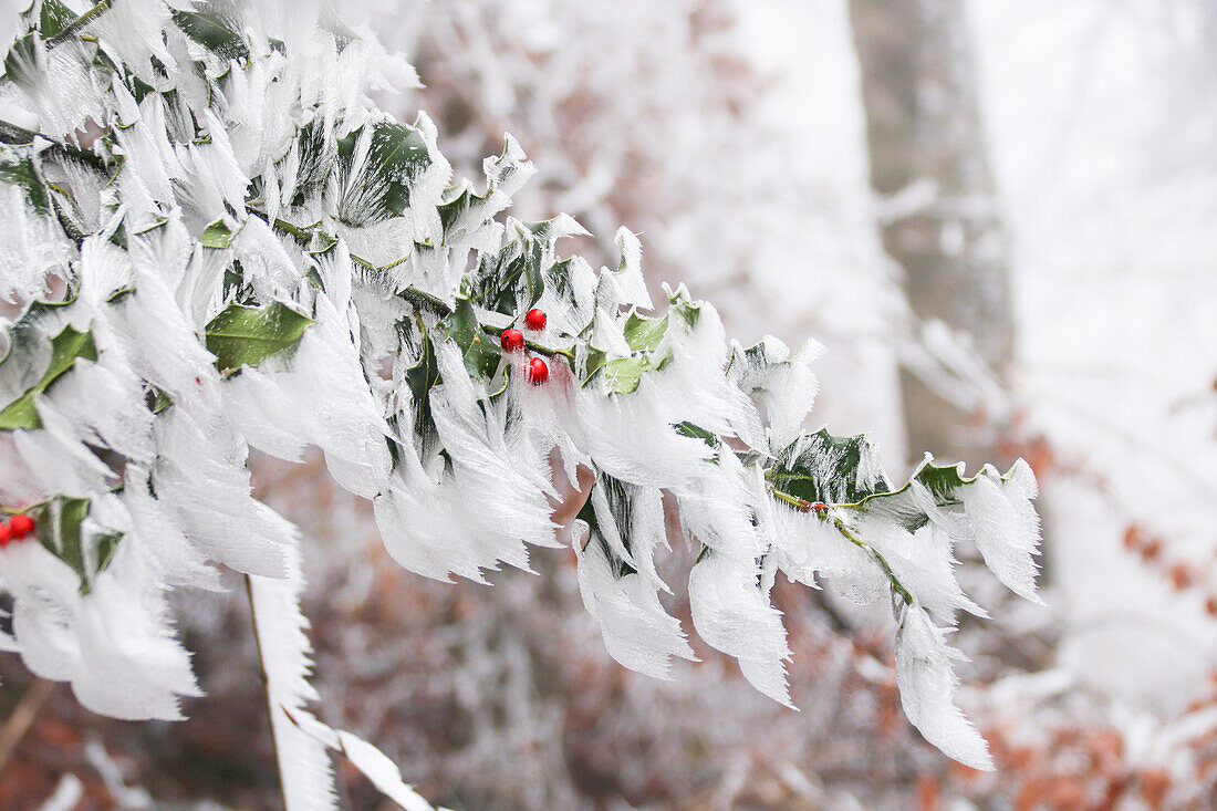 Stechpalme (Ilex aquifolium) mit Rauhreif