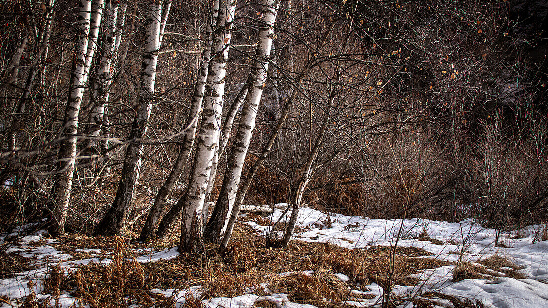 Weisse Birkenstämme (Betula pendula) im Winter mit Schnee