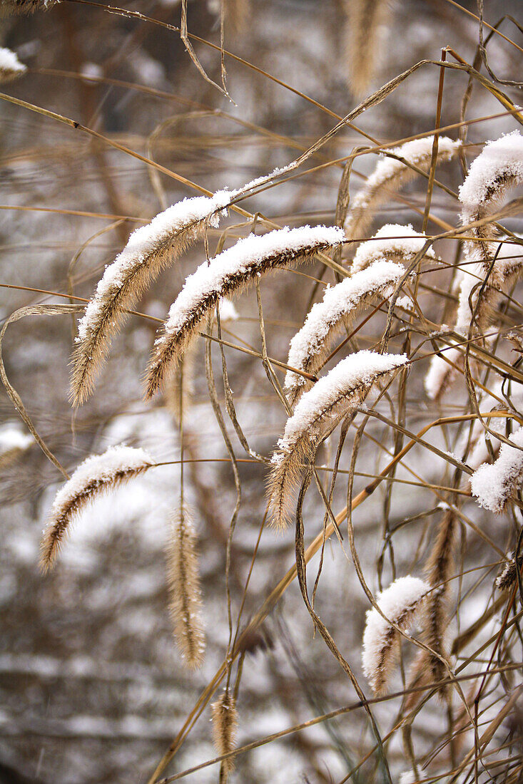 Samenstände von Gräser mit Schnee bedeckt im Winter