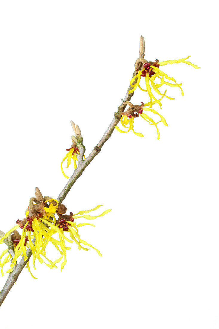 Blüten der Zaubernuss (Hamamelis x intermedia) vor weissem Hintergrund