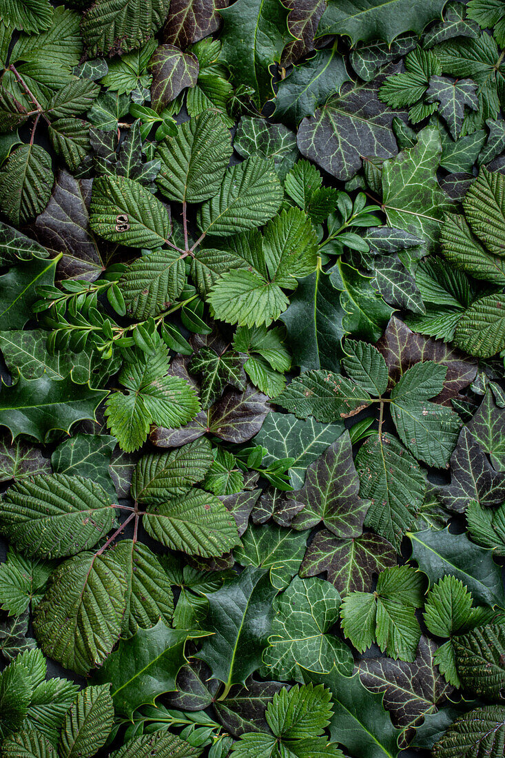  Winter green with ivy (Hedera helix), blackberries (Rubusarmeniacum), boxwood (Buxus sempervirens), holly (Ilex aquifolium) and strawberry (Fragaria vesca) 