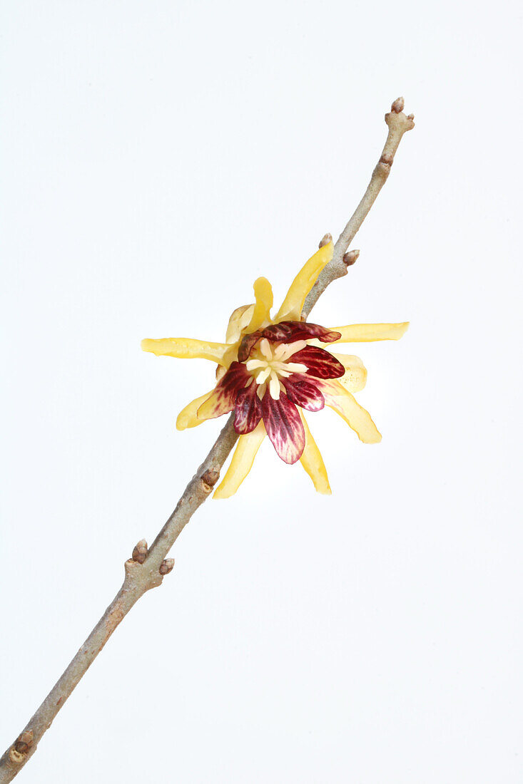 Blüte der chinesischen Winterblüte (Chimonanthus praecox) vor weissem Hintergrund