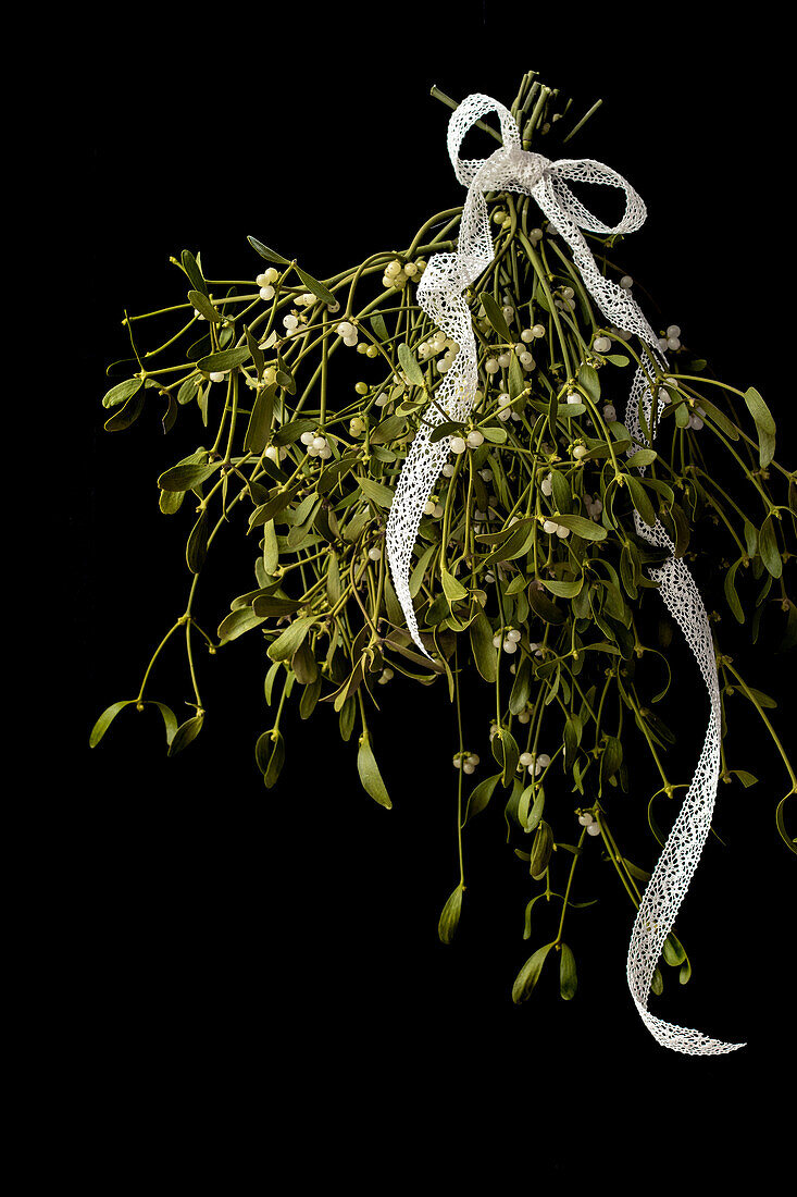  Mistletoe with white loop and black background  