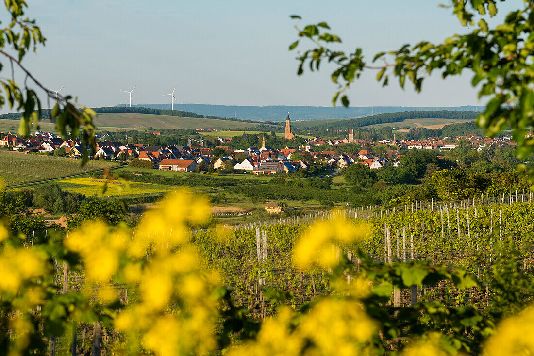  Medieval winegrowing village in the vineyards, Volkach, Mainfranken, Lower Franconia, Franconia, Bavaria, Germany 