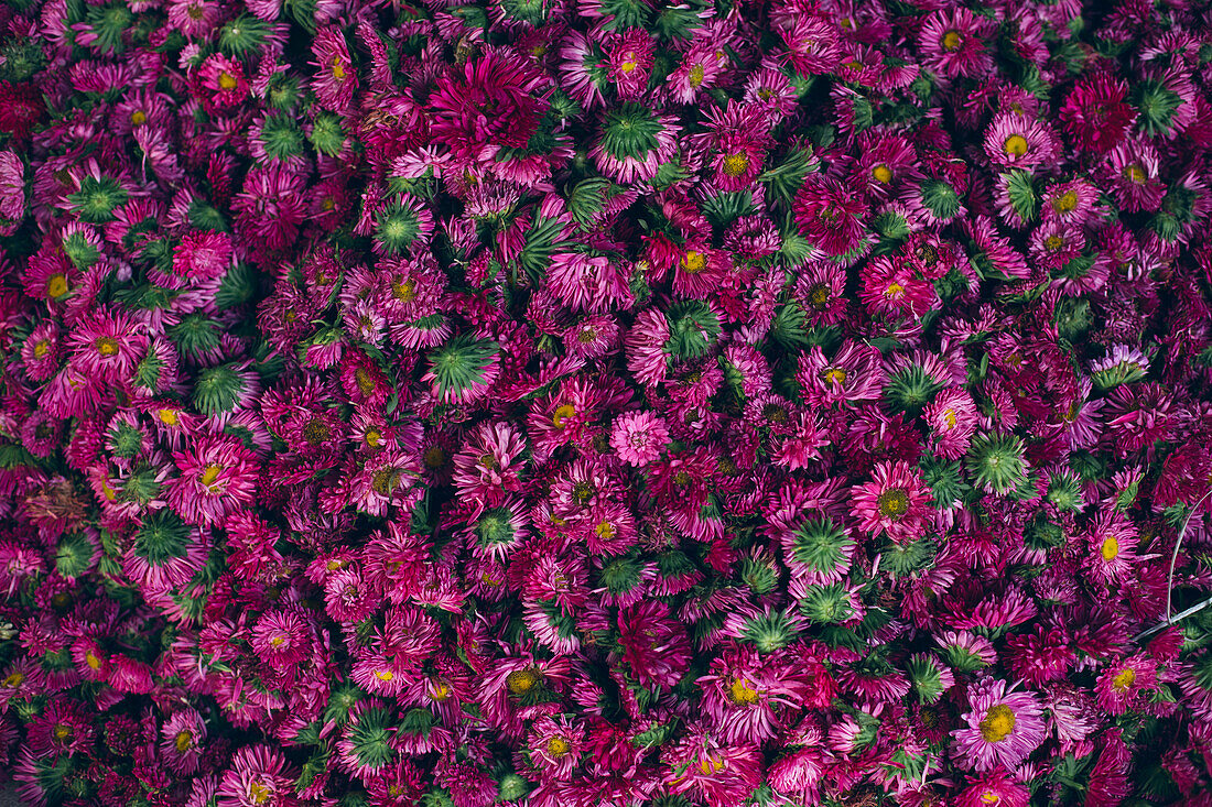 Pune, India, Flowers sold at the flower market, purple flowers, chrysanthemum