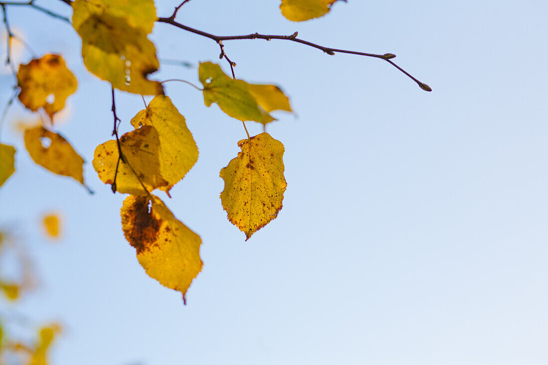  Niederlande, Herbst, Blätter, Goldene Blätter 