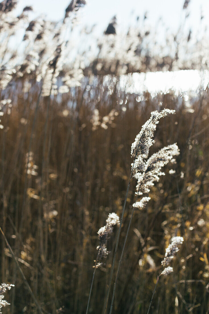 Reeuwijl, Niederlande, Gräser im Sonnenlicht