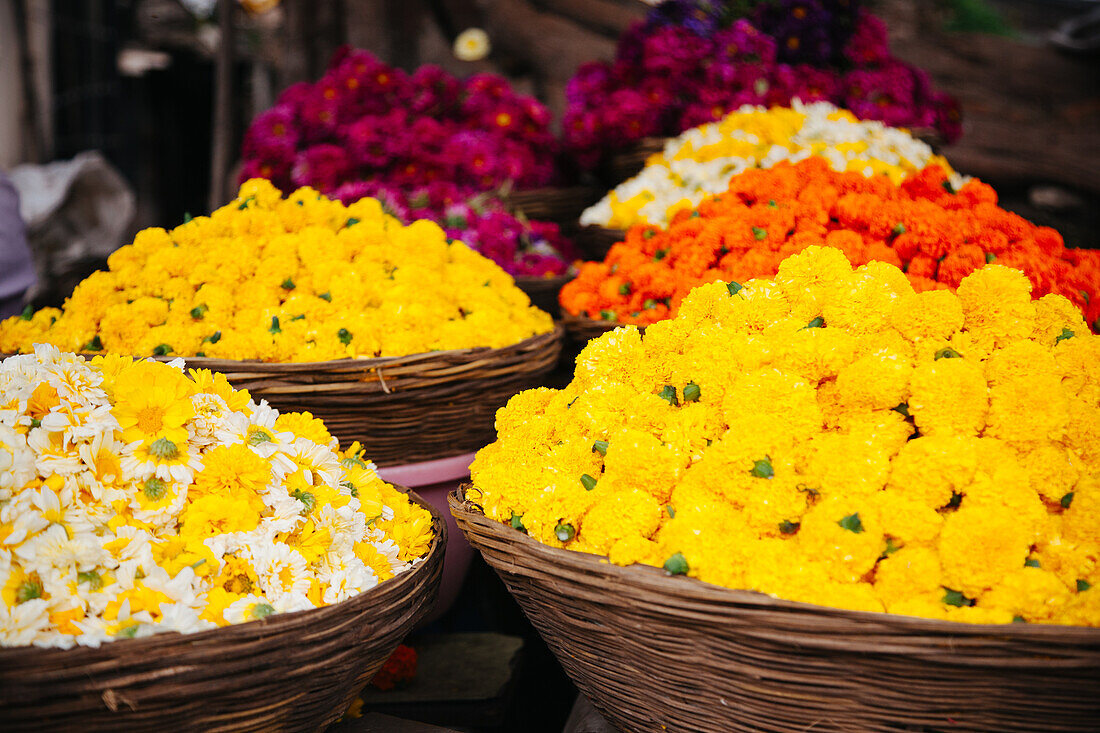  Pune, Indien, Ringelblumen 