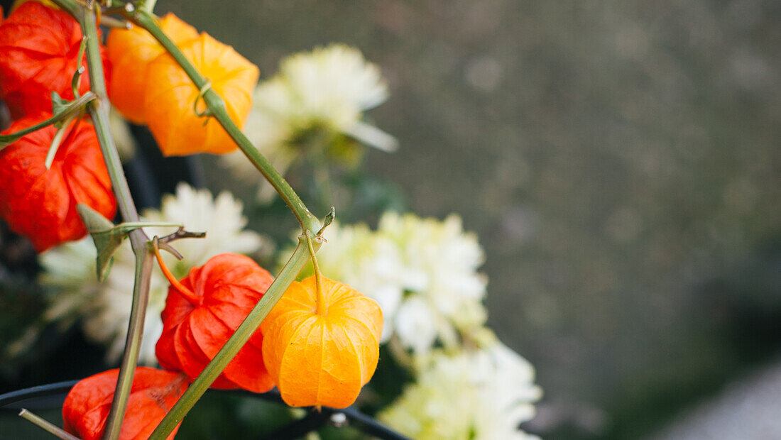  Niederlande, Herbstfarbene Blumen, Orange, Gelb 