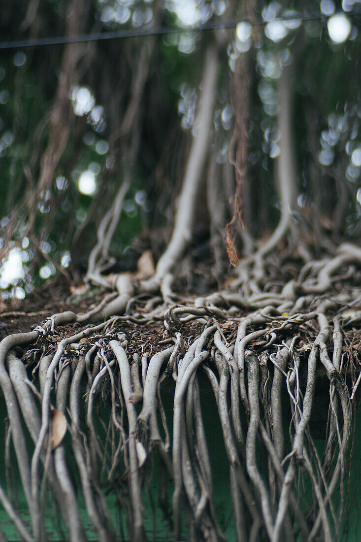 Pune, India, Tree, Roots, Growing on a roof