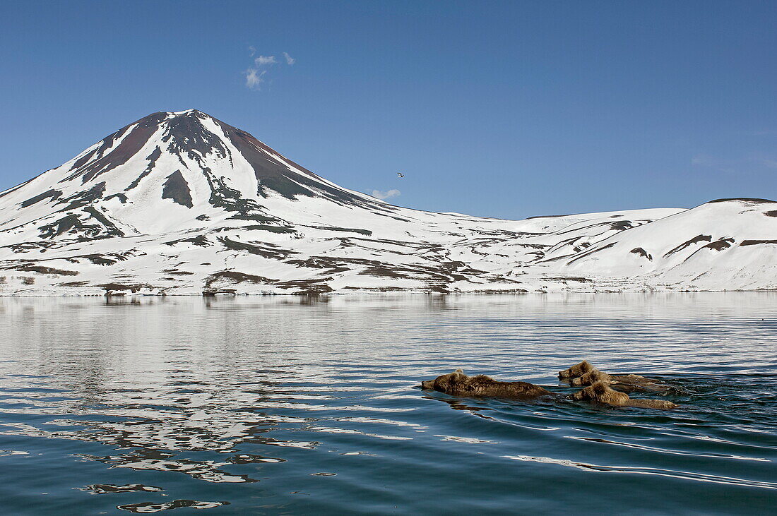 Braunbär (Ursus arctos) Mutter und Jungtiere schwimmen in Richtung Küste, Kamtschatka, Russland