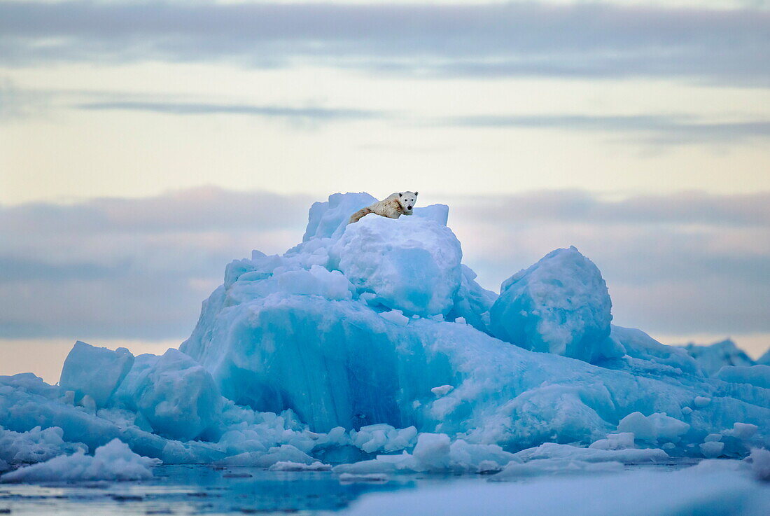  Eisbär (Ursus maritimus) auf Eisberg, Scoresbysund, Grönland 