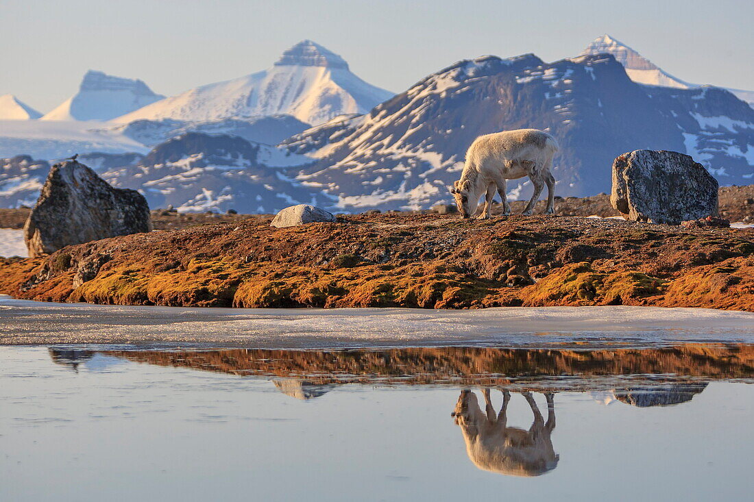  Spitzbergen-Rentiere (Rangifer Tarandus Platyrhynchus) grasen in der Tundra, Spitzbergen, Norwegen 