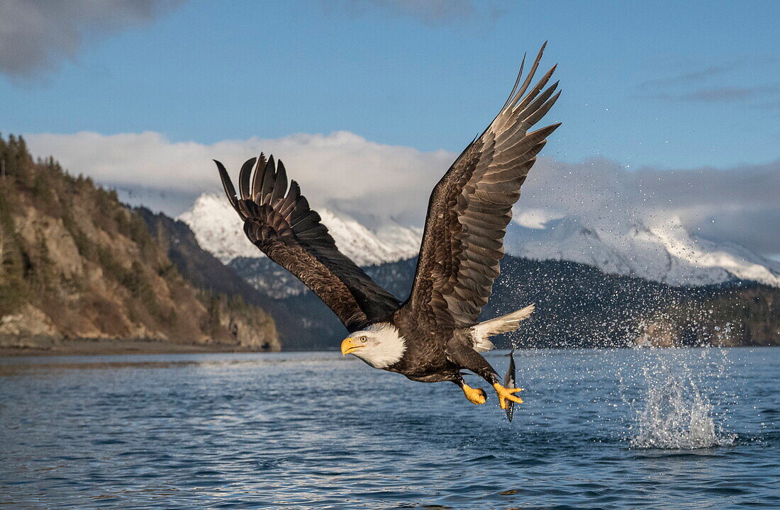  Weißkopfseeadler (Haliaeetus leucocephalus) beim Angeln, Alaska 