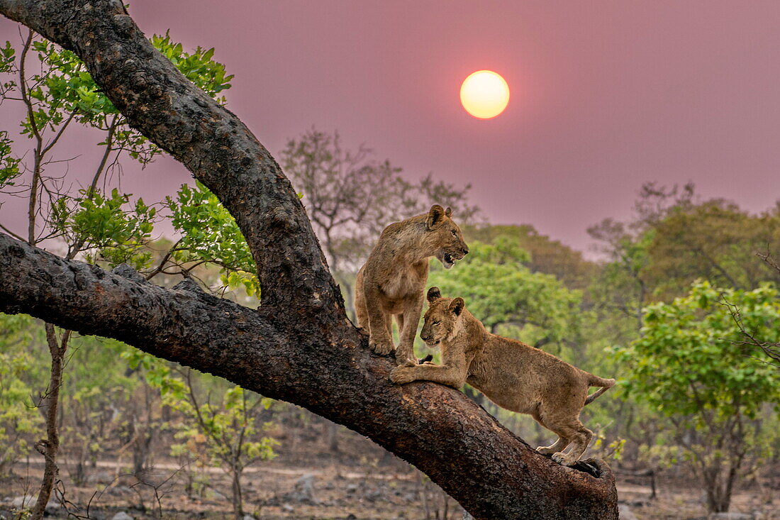 Afrikanischer Löwe (Panthera leo), acht Monate altes Jungtier im Baum bei Sonnenaufgang, Kafue Nationalpark, Sambia