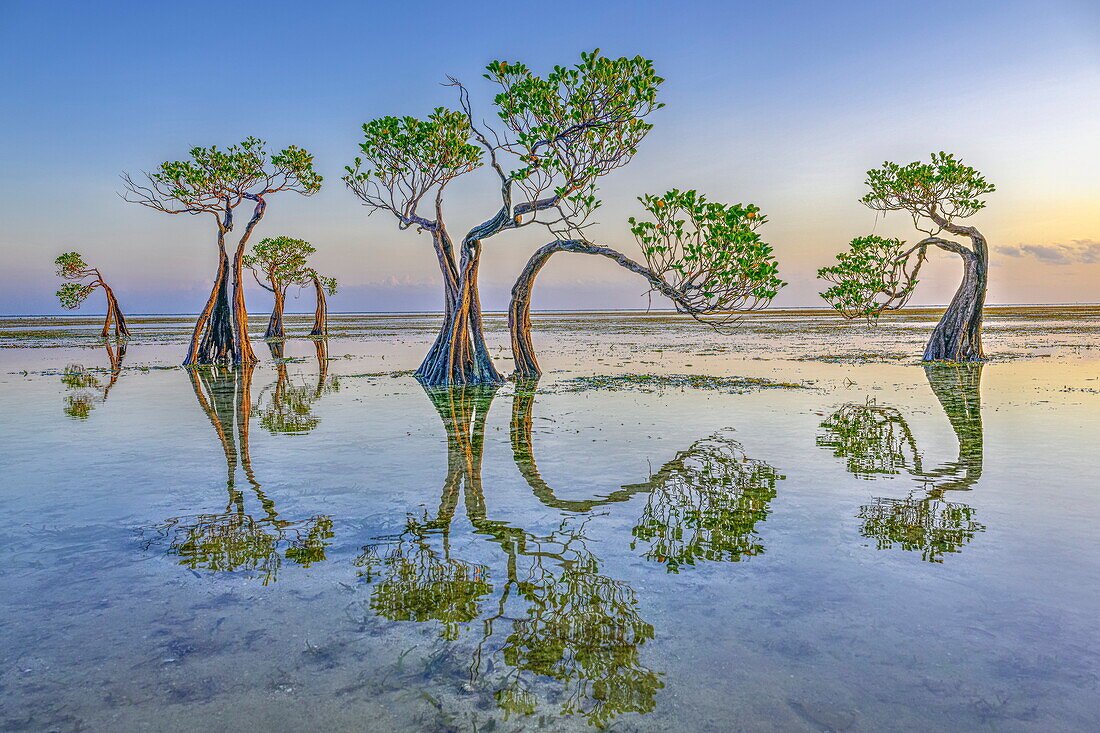  Mangroven (Rhizophora sp) Bäume im Morgengrauen, genannt tanzende Bäume, Walakiri Beach, Insel Sumba, Indonesien 