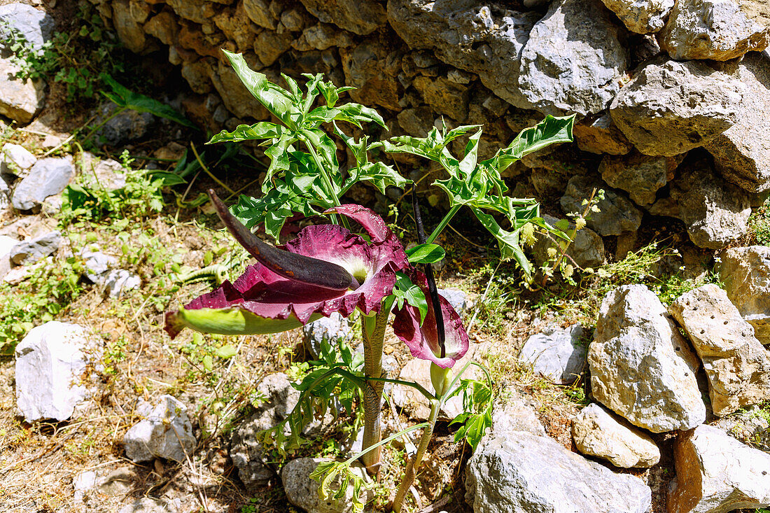  flowering common dragonwort (Dracunculus vulgaris, Arum drancunculus, snakewort) on the island of Kos in Greece 