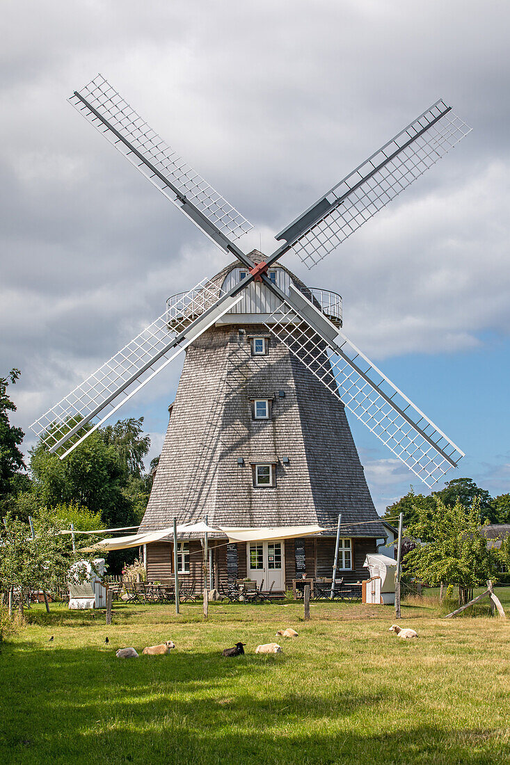  Windmill, Ahrenshoop, Darß, Fischland, Baltic Sea, Mecklenburg-Western Pomerania, Germany, Europe 