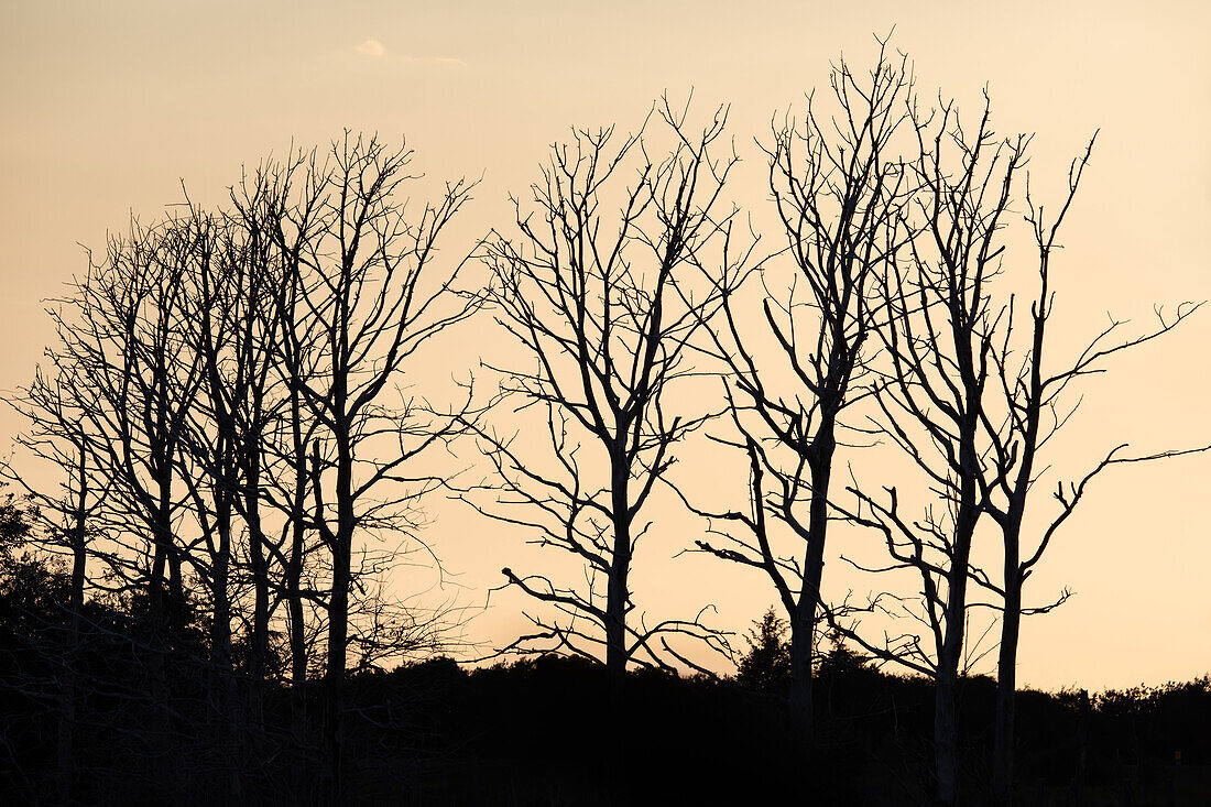  Cormorant trees, Ahrenshoop, Darß, Fischland, Baltic Sea, Mecklenburg-Western Pomerania, Germany, Europe 