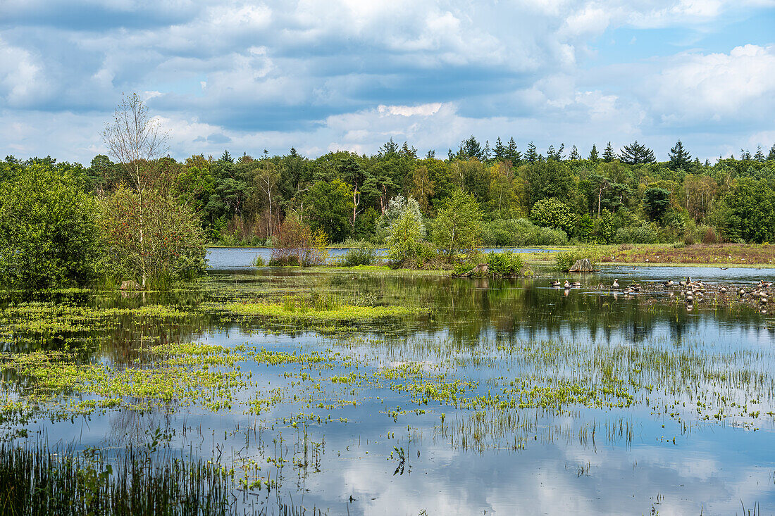  Natürliche Landschaft mit Gänsen im Mastbos, einem kleinen Wald am Rande von Breda, Niederlande. 