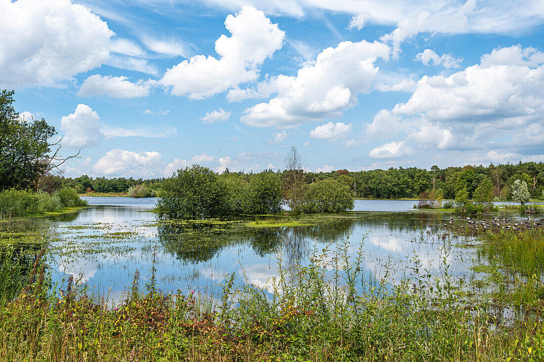 Natural landscape at the Mastbos, a small forest located on the edge of Breda, the Netherlands.