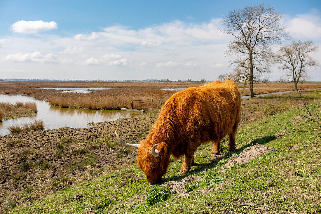 Highland cattle grazing on island Tiengemeten, The Netherlands, Europe.