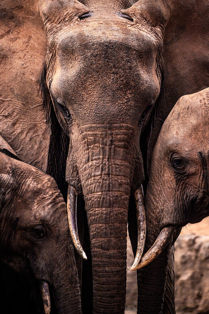 Elefanten Familie Tsavo East, Kenia Afrika