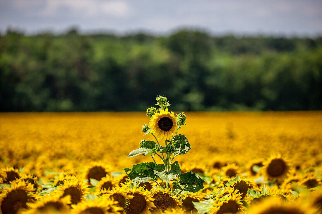  Sunflowers. Sunflower field, Lake Balaton, Hungary, Europe 