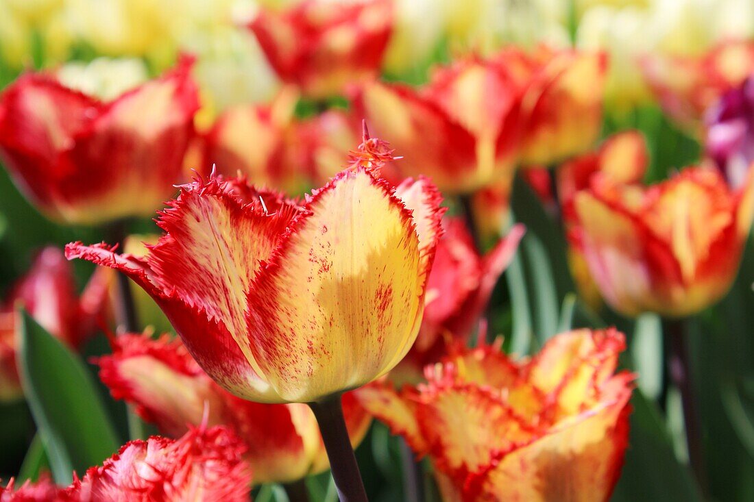  Tulips in Hortus Botanicus Amsterdam, Netherlands 