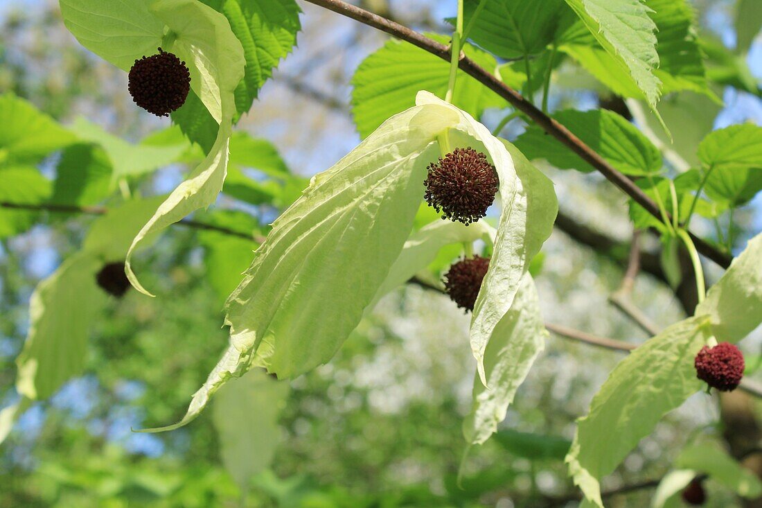  Handkerchief tree in the Hortus Botanicus Amsterdam, Netherlands 