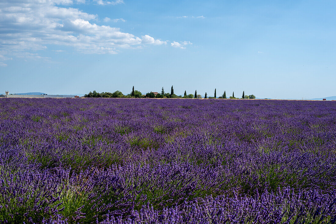  Lavender field on the high plateau near Valensole, Alpes-de-Haute-Provence, France 