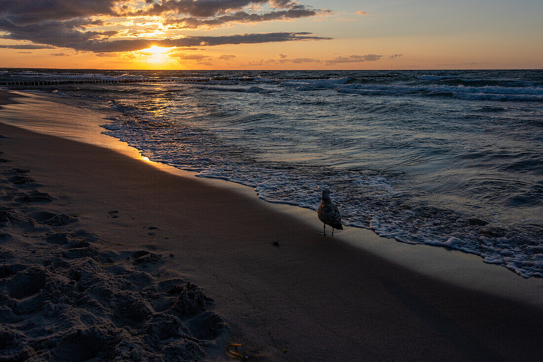  Seagulls walking along the beach at sunset, Ostseebad Zingst, Mecklenburg-Vorpommern, Germany 