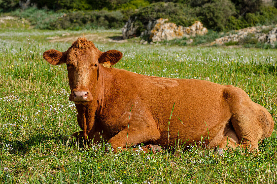  Menorquinische Kühe grasen, Es Tudons, Ciutadella, Menorca, Balearen, Spanien 