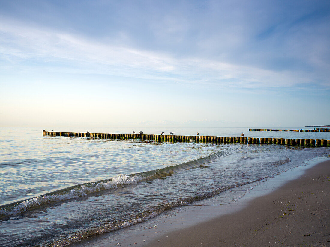  Baltic Sea beach with groynes and seagulls, Ahrenshoop, Baltic Sea, Fischland, Darß, Zingst, Vorpommern-Rügen district, Mecklenburg-Vorpommern, Western Pomerania region, Germany, Europe 