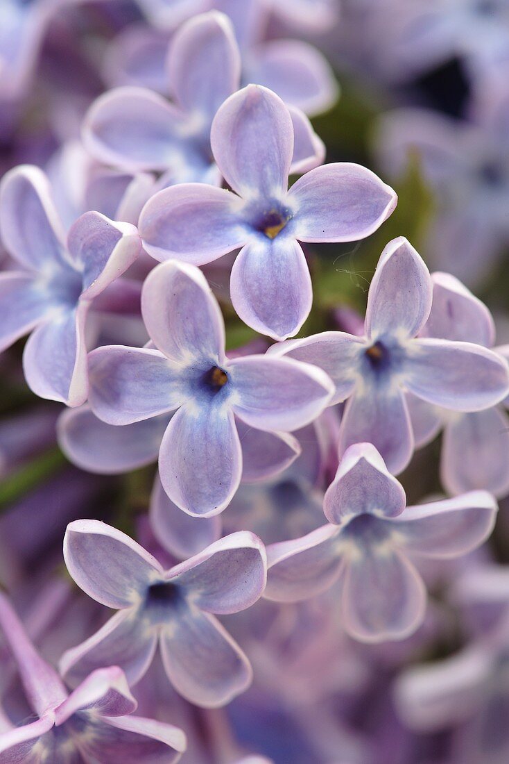 Purple lilac flowers