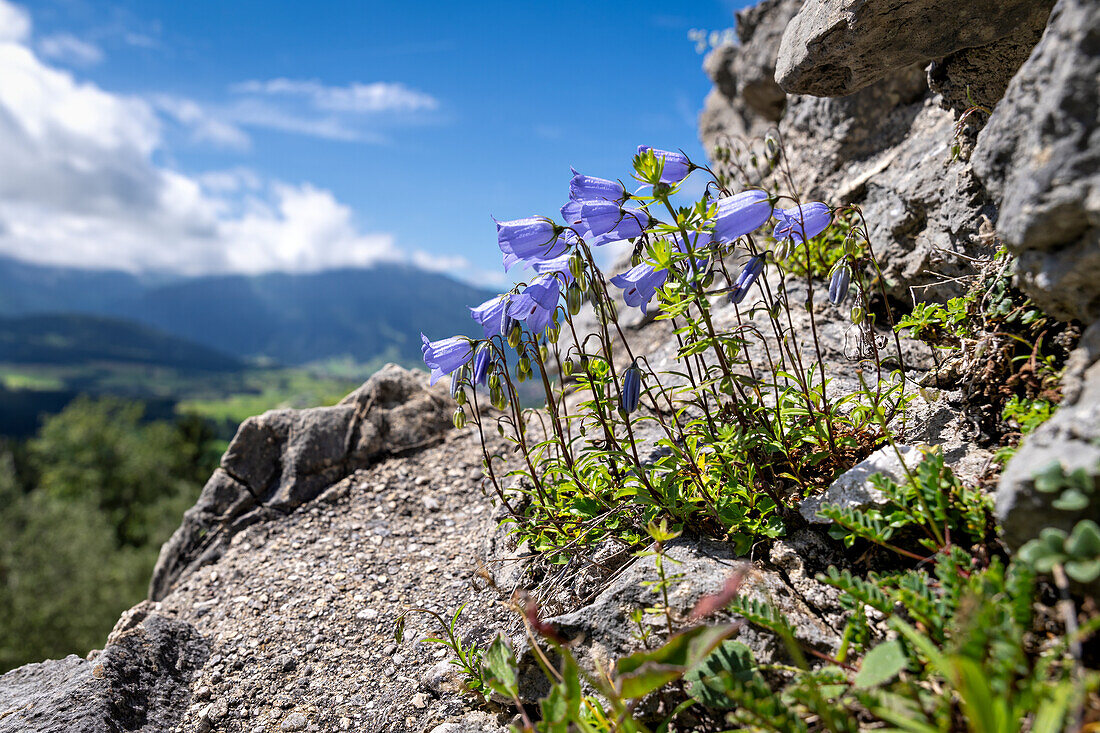 Blick von der Burgruine Hohenfreyberg im Ostallgäu auf die Allgäuer Alpen, Bayern, Deutschland, Europa