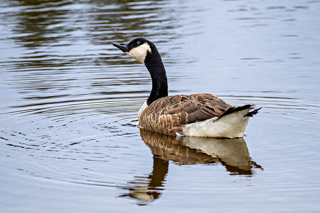  Canada goose in Weilheimer Moos, Bavaria, Germany 