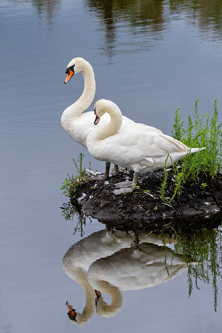  Two swans in a lake in Weilheimer Moos, Weilheim, Bavaria, Germany 