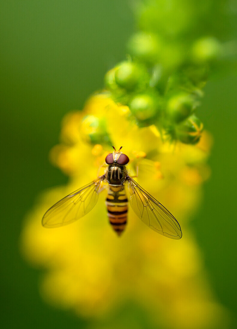 Eine Winter-Schwebfliege an einer gewöhnlichen Goldrute, Bayern, Deutschland