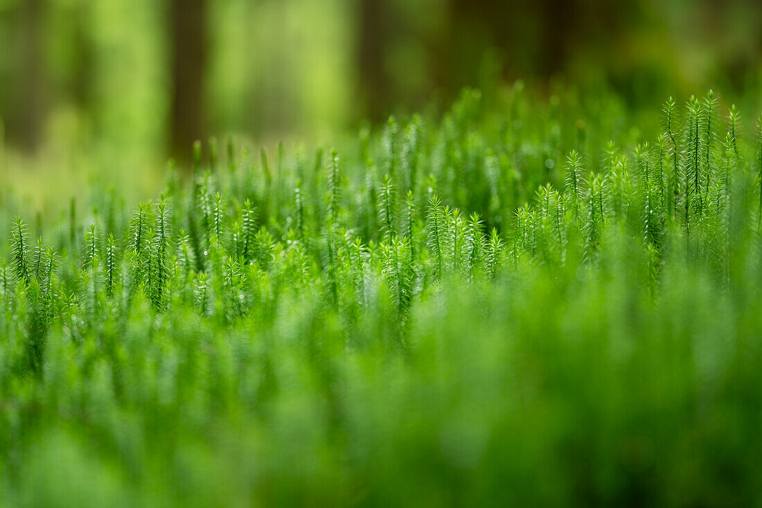 Wald im Wald, Sprossender Bärlapp in einem Fichtenwald, Bayern, Deutschland