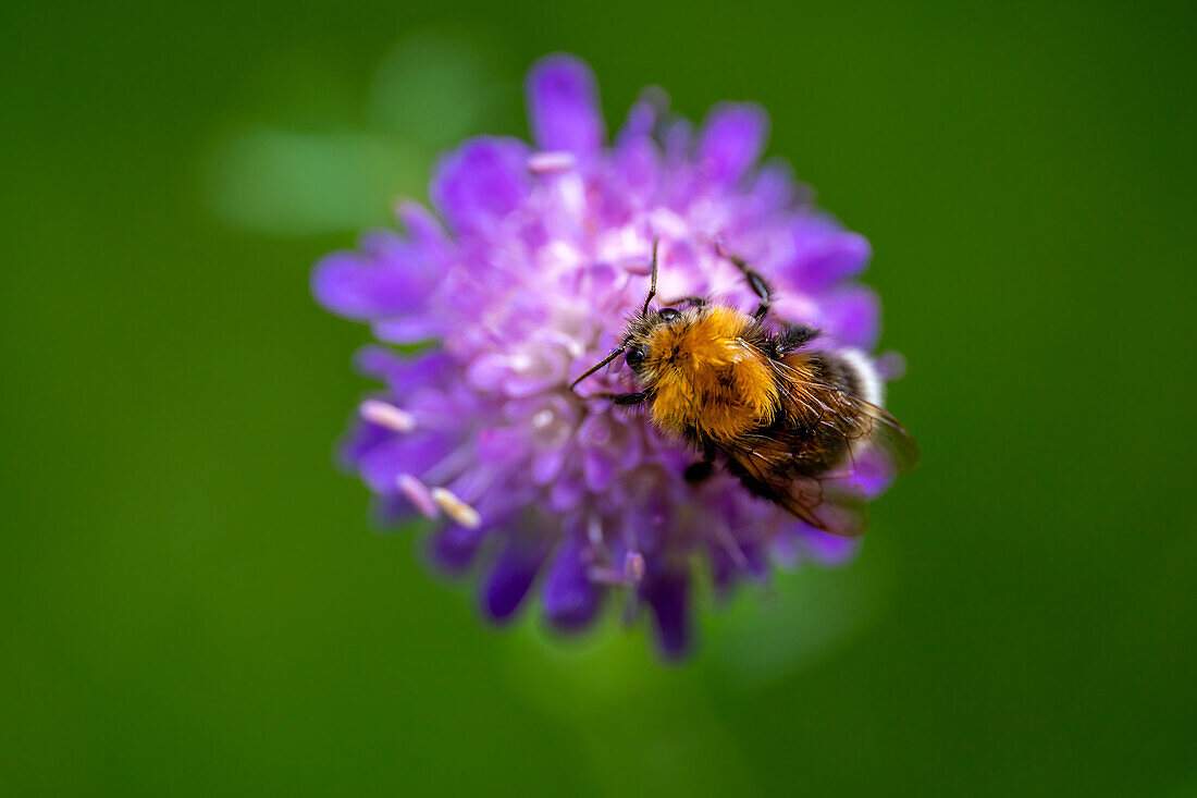 Dunkle Erdhummel an einer Acker-Witwenblume, Bayern, Deutschland