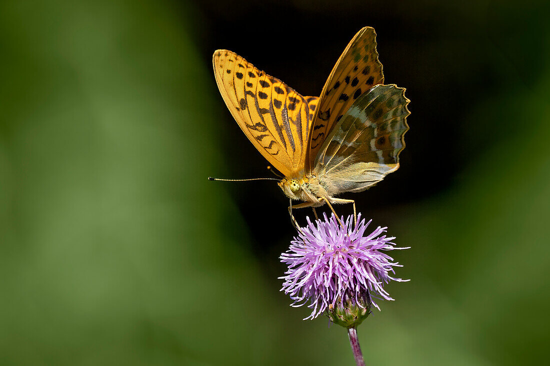 Schmetterling, Kaisermantel an einer Kratzdistel, Bayern, Deutschland